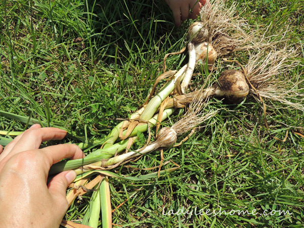 Harvesting-And-Curing-Garlic-08