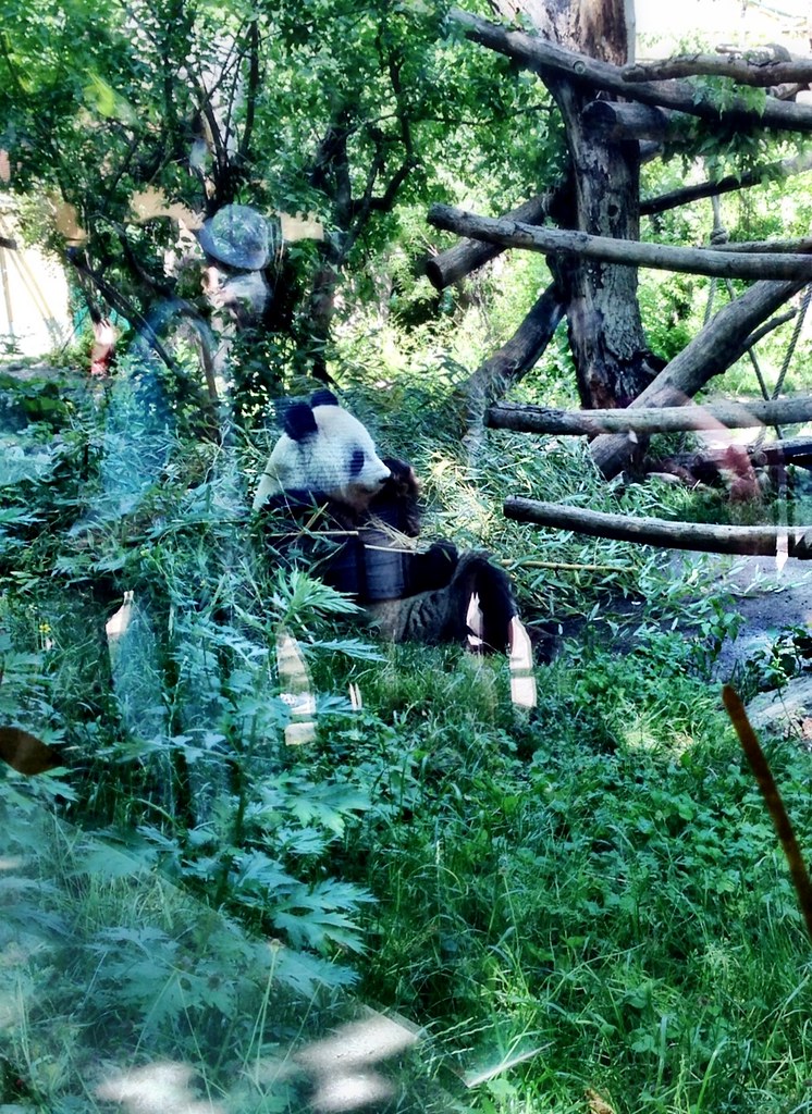 Beloved Panda
