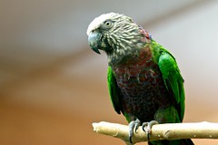 Red-fan Parrot