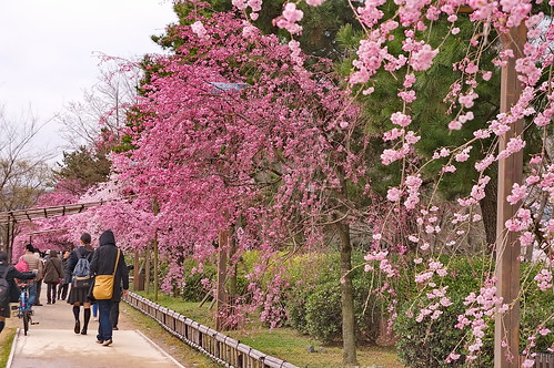 【写真】2013 桜 : 半木の道/2021-11-05/IMGP9506