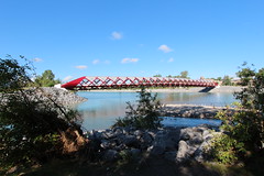 Calgary's peace bridge from my favourite seat on Princes island park.