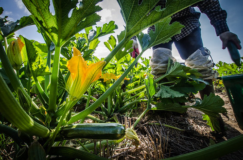 A USDA pilot program is helping small producers reach more retail markets by making Good Agricultural Practices (GAP) certification more accessible and affordable.  Under the pilot, cooperatives, food hubs and other groups of small producers can pool resources to implement food safety training programs, perform internal inspections and share the cost of GAP certification.