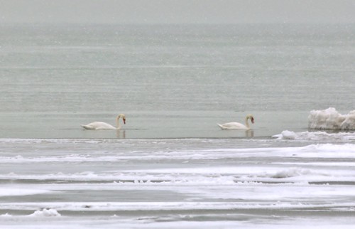 winter snow ontario canada cold ice lakeerie muteswans cygnusolor turkeypoint ebird jan1814