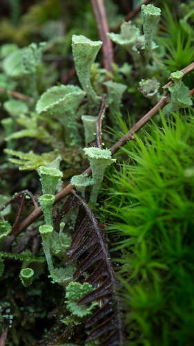 france macro photographie lichen leslandes aquitaine morcenx régnedesmycotaetdesfungi