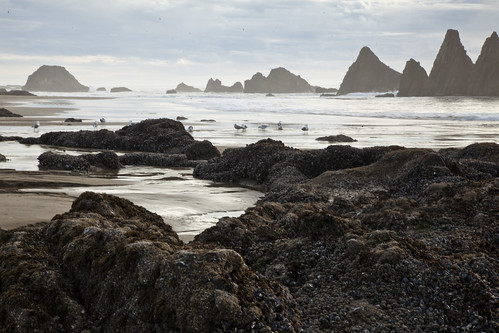 rock oregon coast places sp seal sealrock 20140224039