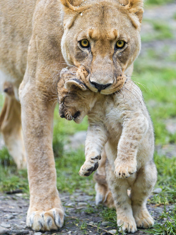 Lioness transporting her cub III