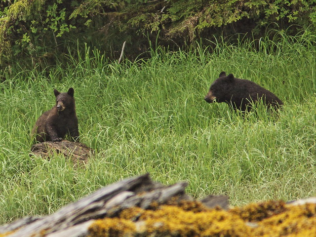 Black Bears eating grass 20140615