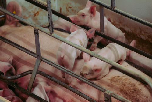 may 2016 indiana pigs pig piglet hog fair oaks farm newton