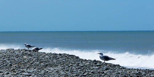 birds seascapes pacificocean beaches pebblebeaches