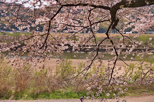 【写真】2013 桜 : 背割堤/2020-03-23/IMGP9662