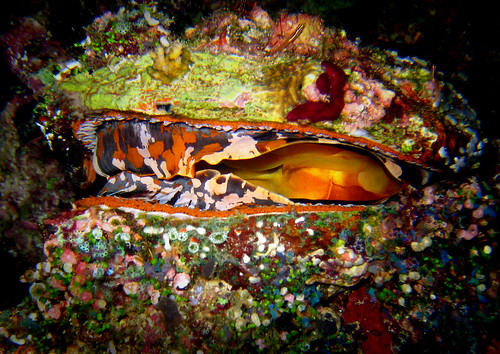underwater diving maldives clams photoshop7 bivalves mdv ariatoll angaga canonixus70 shameenthila variablethornyoysters
