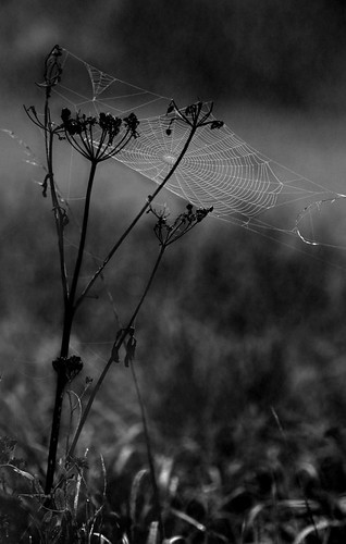 autumn fog dawn nebel herbst meadow wiese cobweb spinnwebe morgengrauen