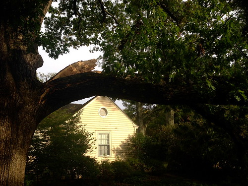 Big oak tree broken branch