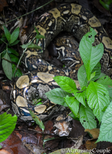 Boa Constrictor Costa Rica Wildlife Snake