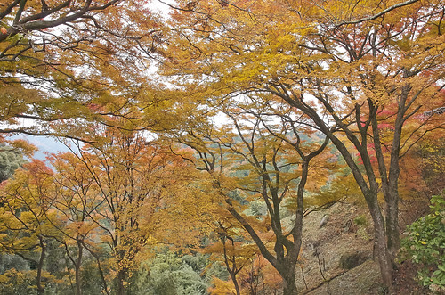 【写真】2013 紅葉 : 笠置山もみじ公園/2021-10-24/IMGP3634