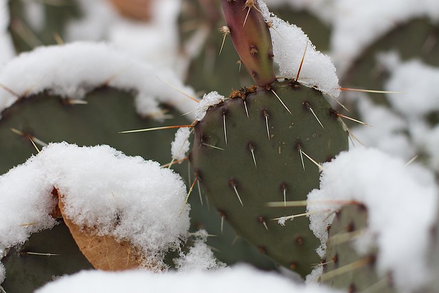 The Spikes Keep the Snow Off from Flickr via Wylio