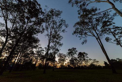 australia dawn eucalyptus light queensland sky sunrise trees caldwell ankh