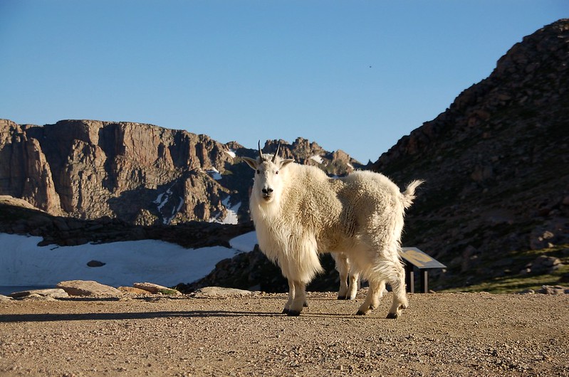 Mountain goats 4