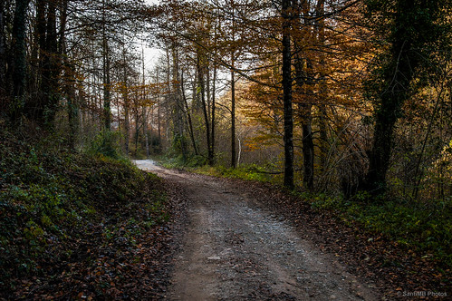 autumn españa way camino path otoño cataluña osona vidrà sal18250