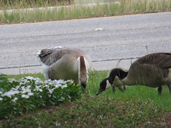 Swan Goose - Louisiana by SpeedyJR