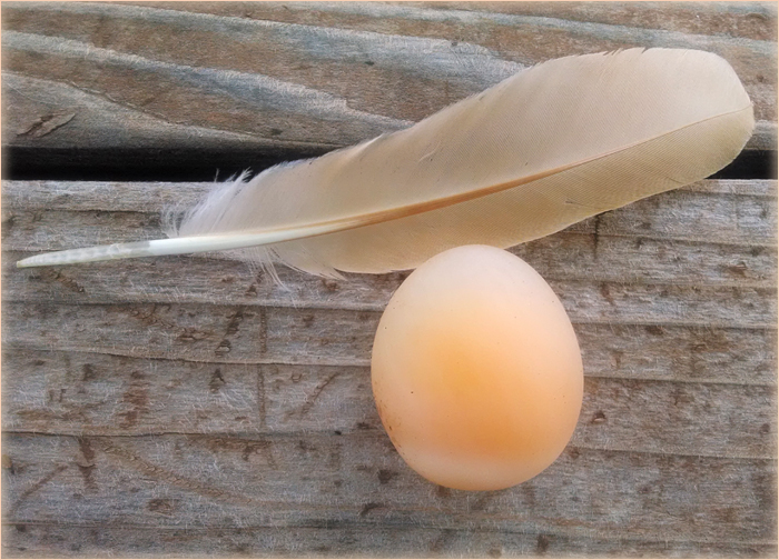 egg sans shell