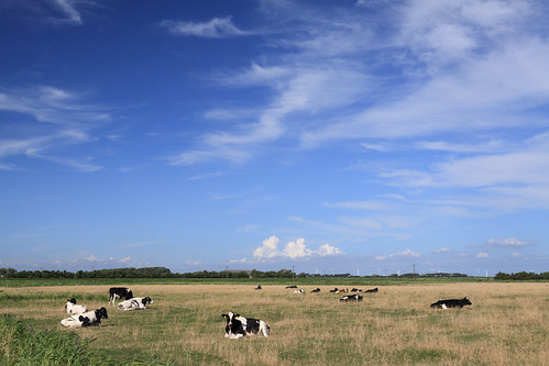 summer sky clouds deutschland countryside day cows sommer himmel wolken land nordrheinwestfalen kühe föhr lippstadt rinder pwpartlycloudy