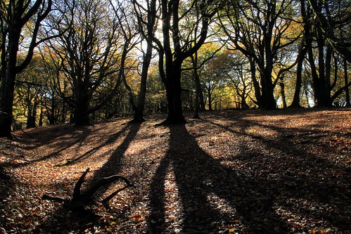 autumn shadow sunlight leaves silhouette woodland woods somerset taunton quantocks aonb westbagborough quantockhills lydeardhill willsneck