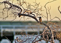 Derby W A - Kingfisher at Sunset