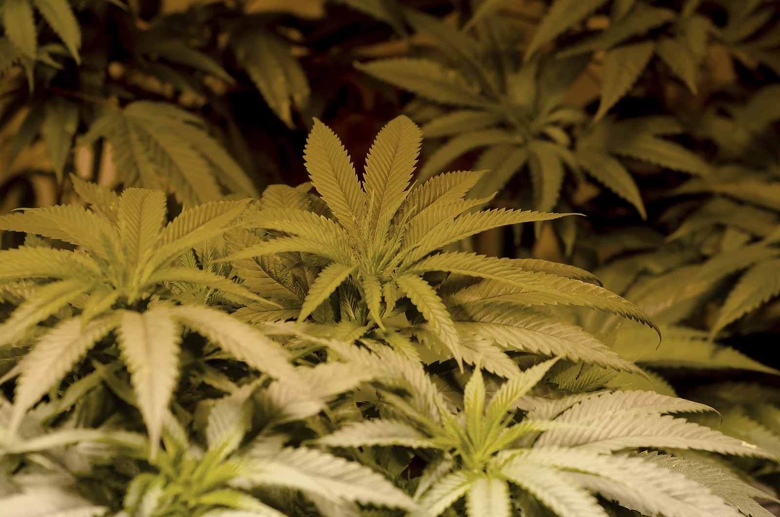 Legal Marijuana Colorado Grow