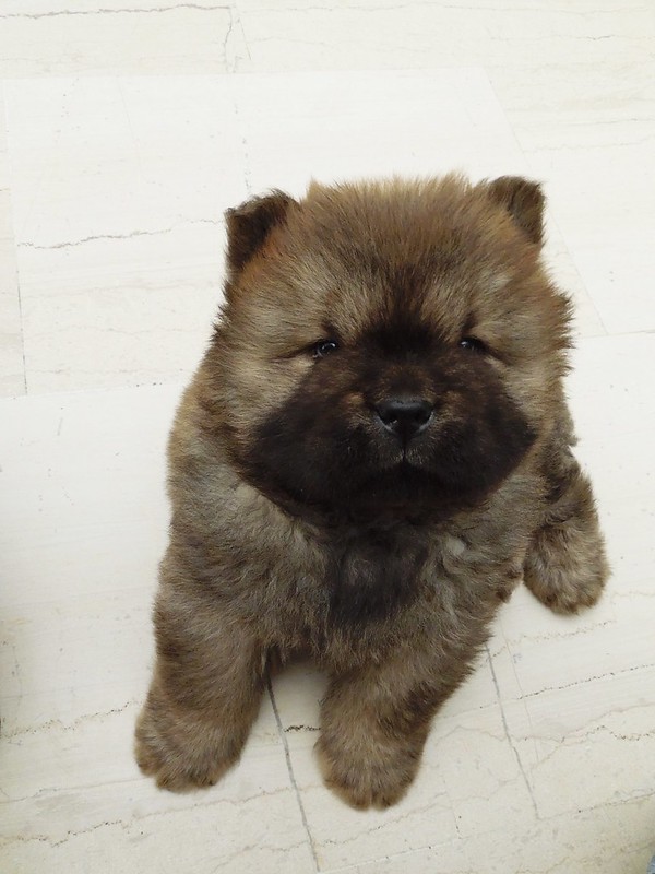 Sherlock - Chow Chow - 2 months old