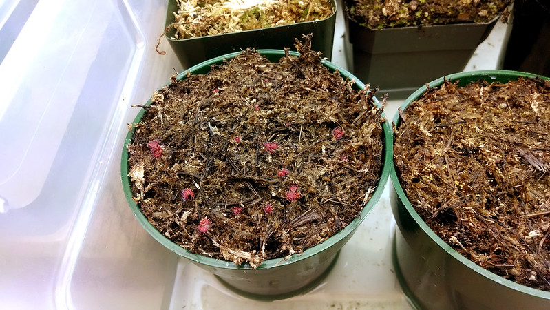 Drosera burmannii seedlings, 3-1-2014