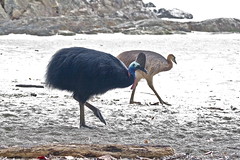 Southern Cassowary IMG_0672
