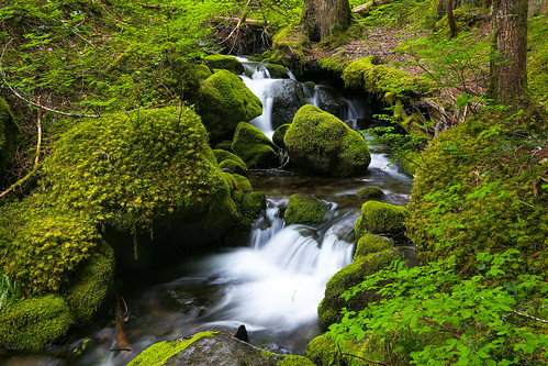 park green water moss rocks stream mount national rainier lush silverfalls canon6d joeparks parksjd