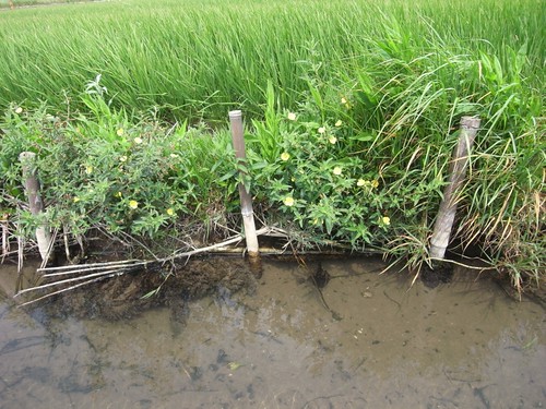 恆春龍泉里利用現地的天然湧泉資源，農友一起以有機方式耕種稻米。