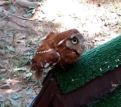 10 Rescued Screech Owl Eno Festival Durham NC 2014 130656