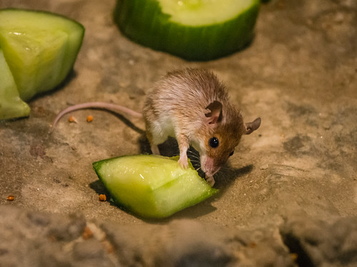 pygmy mouse