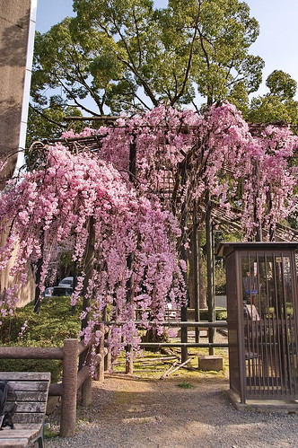 【写真】2013 桜 : 石清水八幡宮/2021-12-06/IMGP9727