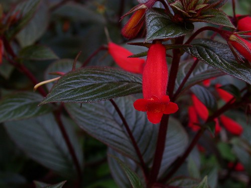 Seemannia 'Little Red'