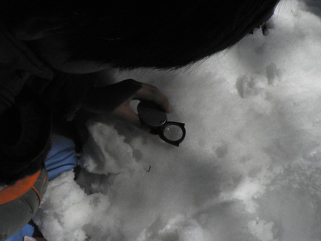 雪の上をよーくみると，トビムシがたくさんいた．小さすぎてよく見えないので，ルーペで観察．