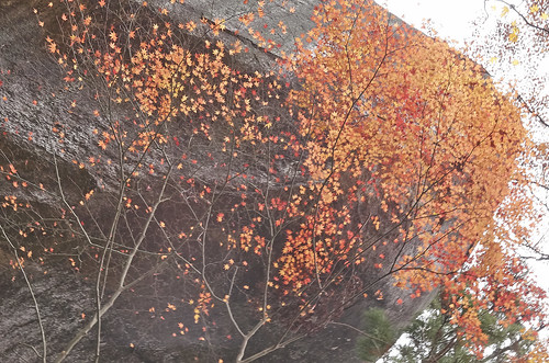 【写真】2013 紅葉 : 笠置山もみじ公園/2021-10-24/IMGP3631