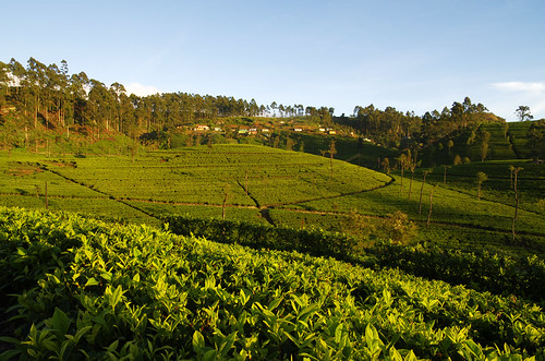 light sun sunrise dawn tea seat illumination sri lanka srilanka ceylon lipton teaplantation liptons plantations haputale liptonsseat liptonseat
