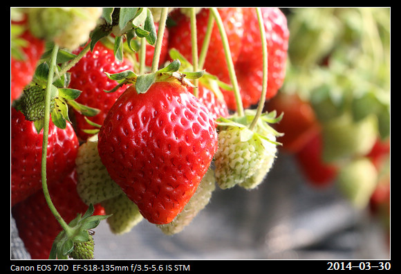 20140330_strawberry