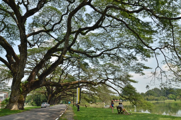 Giant Angsana Trees Lake Gardens