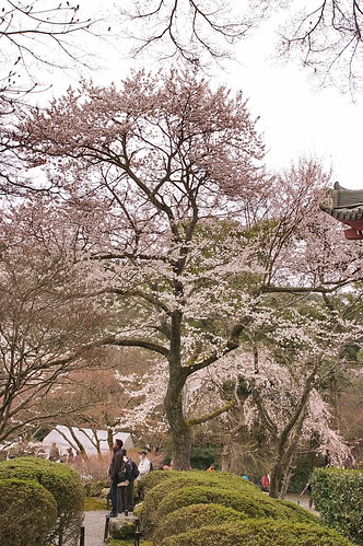【写真】2013 桜 : 醍醐寺/2021-10-20/IMGP9077