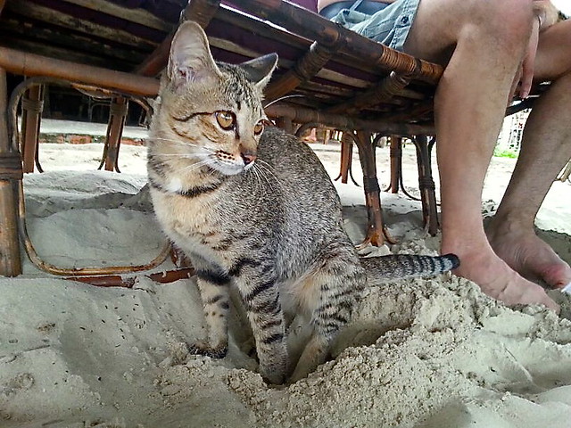 Sihanoukville cat