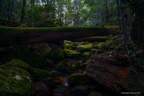 mountain green water forest landscape moss bush woods rocks stream sony bluemountains nsw sydneyaustralia a390