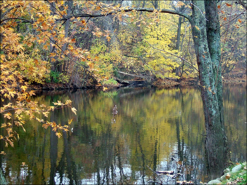 autumn trees fall reflections river island joeldinda