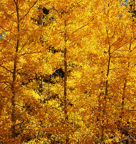 autumn colorado autumnleaves fallfoliage aspen