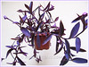 Tradescantia pallida 'Purple Heart' or 'Purpurea' (Purple Queen, Purple Heart, Purple Secretia, Wandering Jew)