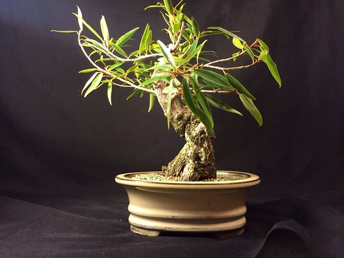 Recently acquired willow leaf ficus 12126548536_015e48f738